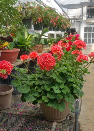 Geranium Patio Pots In Vincennes Organ Florist Greenhouses Geranium Patio Pots