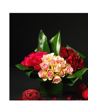 Big Love Modern compact