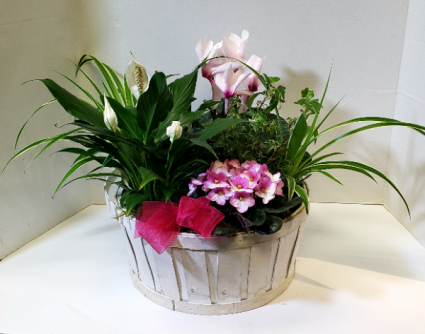 Big Mamma Indoor flowering planter basket