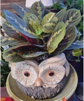 big owl planter with prayers plants 