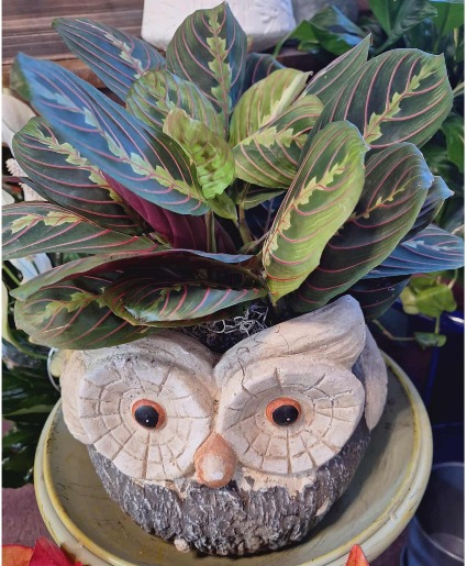 big owl planter with prayers plants