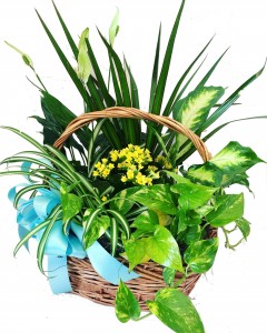 Big Plant with Flowers 3C Floral Collection