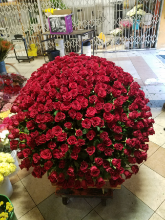 big red roses 