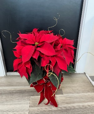 big-show poinsettia 