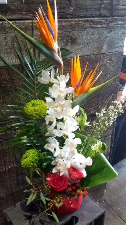 bringing the tropics to you