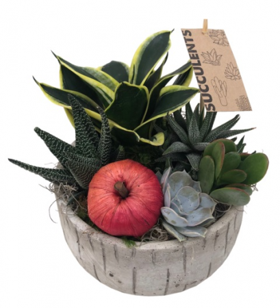 Birch Succulent Planter