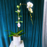Orchid - Birch & Waterfalls PHALAENOPSIS