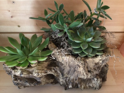 Birchwood Succulent Planter
