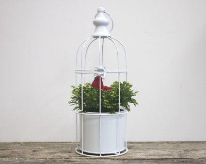 Bird Cage Winter Fern