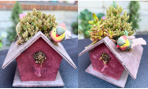 Bird House Succulent House Plant
