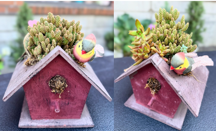 Bird House Succulent House Plant