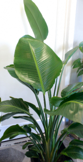 Bird of Paradise