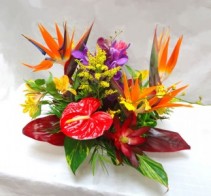 Bird of Paradise and Antherium Enchanted Florist Special Design in Cape Coral, FL | ENCHANTED FLORIST OF CAPE CORAL Bird of Paradise and Antherium Enchanted Florist Special Design in Cape Coral, FL | ENCHANTED FLORIST OF CAPE CORAL