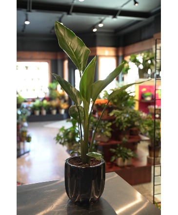 Bird of Paradise  Black Pottery in South Milwaukee, WI | PARKWAY FLORAL INC.
