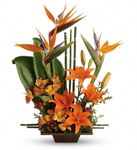 BIRD OF PARADISE PREMIUM in Pflugerville, TX | BLOOMIN' ACROSS TEXAS BIRD OF PARADISE PREMIUM in Pflugerville, TX | BLOOMIN' ACROSS TEXAS