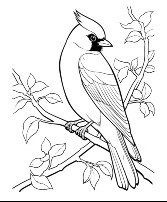 Bird Watcher Package 