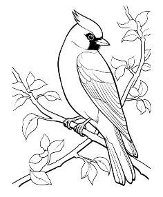 Category Image