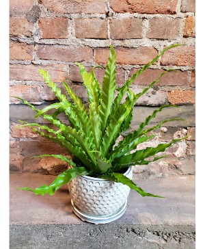 Birdnest Fern Plant