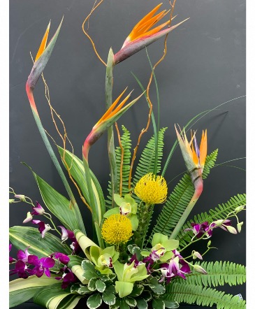 Birds a Flight Arrangement in Coral Springs, FL | DARBY'S FLORIST Birds a Flight Arrangement in Coral Springs, FL | DARBY'S FLORIST