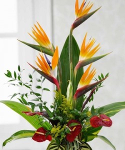Birds in Paradise  by Enchanted Florist