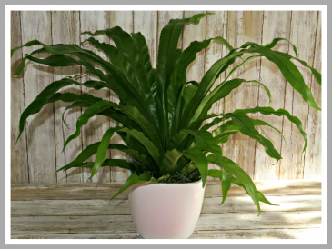 Birds Nest Fern Plant