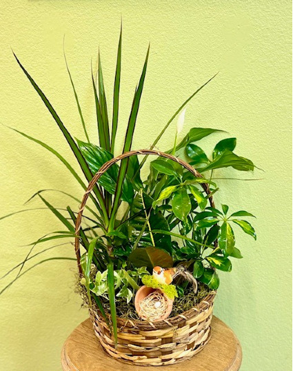 Bird's Nest Basket Garden