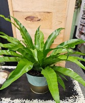 Birds nest fern fern plant