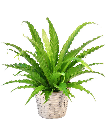 Bird's Nest Fern House Plant