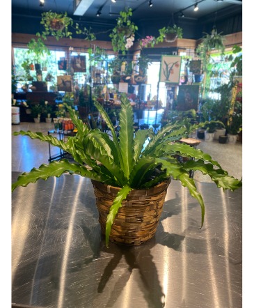 Birds Nest Fern Non-Toxic Plant in South Milwaukee, WI | PARKWAY FLORAL INC.