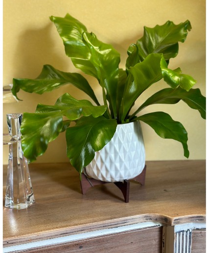 Birds Nest Fern Plant