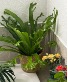 Birds Nest Fern Plant