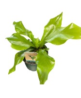 Bird's Nest Fern Planter