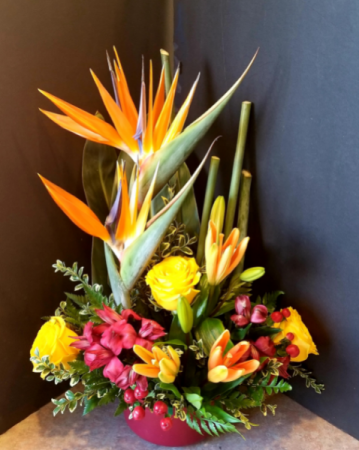 Birds of Paradise 011