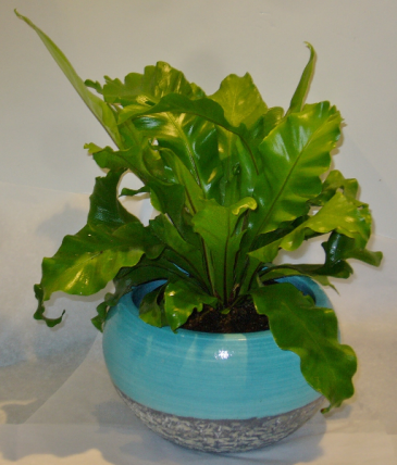 BIRDSNEST FERN Indoor Plant