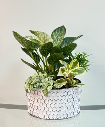 Birkin Honeycomb Dish Garden in Newmarket, ON | FLOWERS 'N THINGS FLOWER & GIFT SHOP Birkin Honeycomb Dish Garden in Newmarket, ON | FLOWERS 'N THINGS FLOWER & GIFT SHOP