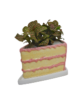 Birthday Cake Planter Plant