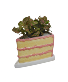 Birthday Cake Planter Plant