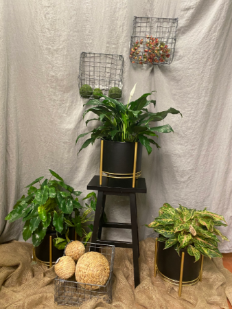 Black and Gold plant stands