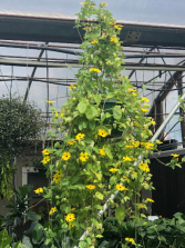Black Eyed Susan Hanging Basket  Pick 2 for $60