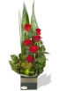 Black Magic Roses 