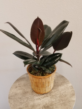 Black/Burgundy Rubber Plant Ficus Elastica