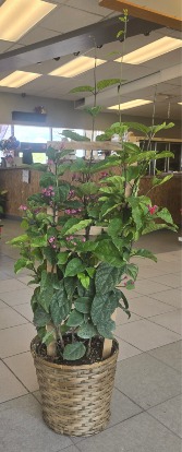 Bleeding Heart Plant
