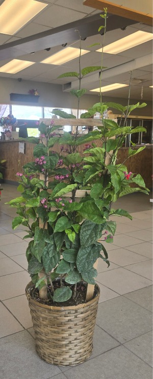 Bleeding Heart Plant