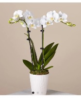 Bliss white orchid  