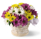 Blissful Basket of Daisies 