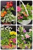 Blissful Blooming Basket 