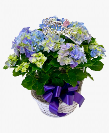 Bloming Hydrangea Plant for Mom