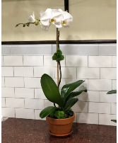 Bloom Orchid Flowering Plant