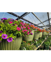 Bloomburst Hanging Basket – Designer’s Choice Annual Outdoor Hanging basket