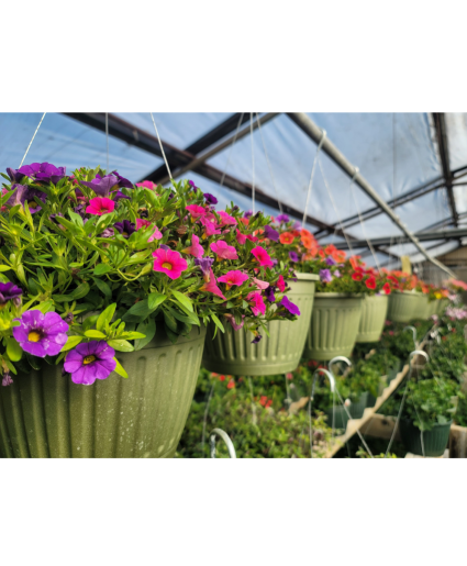 Bloomburst Hanging Basket – Designer’s Choice Annual Outdoor Hanging basket